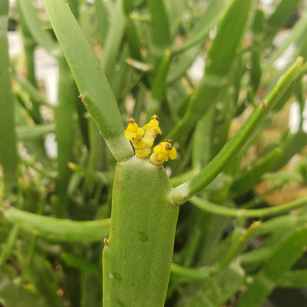 Euphorbia xylophylloides