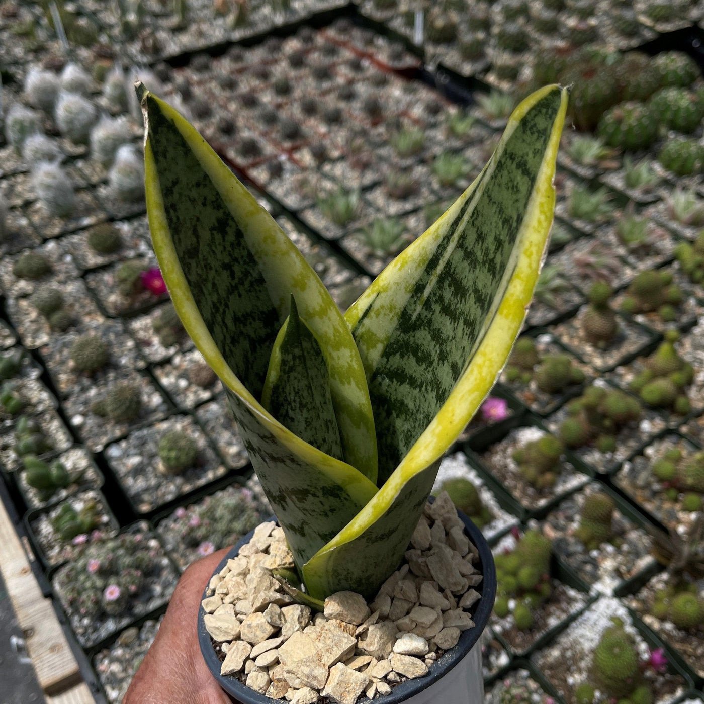 Snake Plant - Sansevieria trifasciata 'laurentii' -5