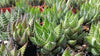 Zebra Wart ‘Haworthia reinwardtii’