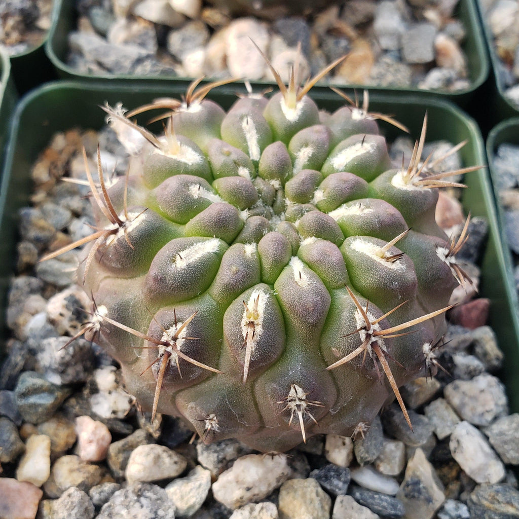 Neochilenia setosiflora