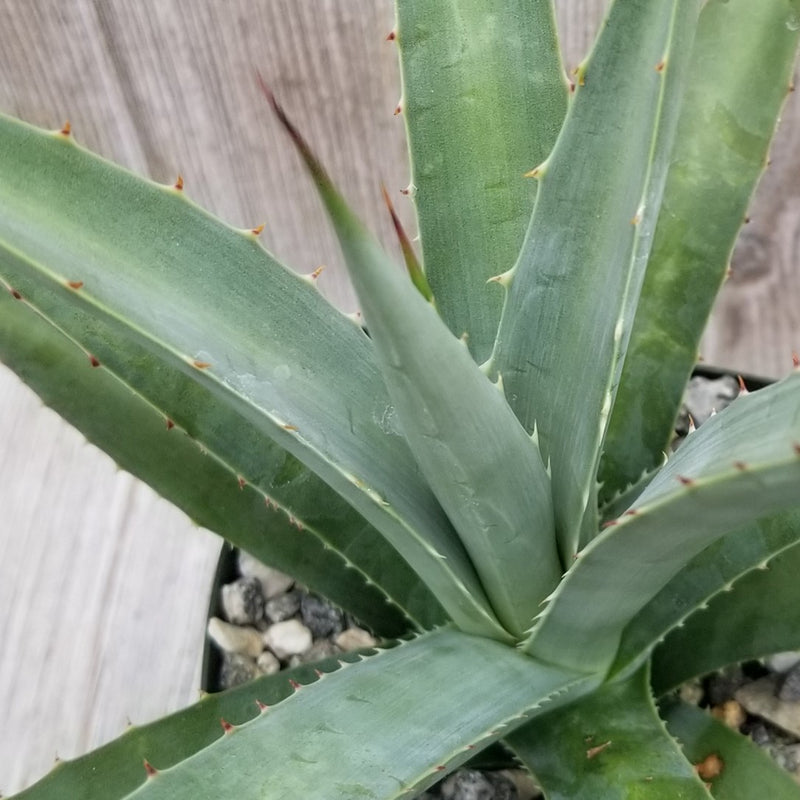 Shop For Agave Nussaviorum Online | Papalome Agave | Planet Desert