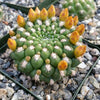 Rebutia weingartia neocumingii