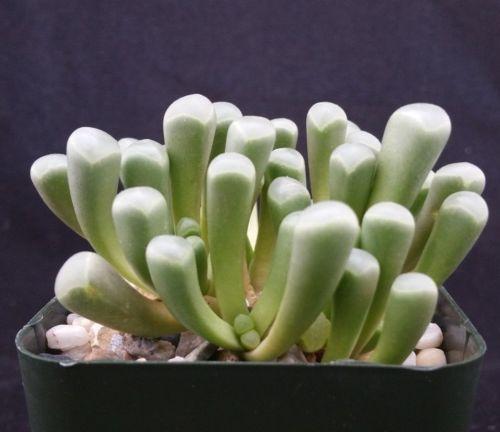 succulent that looks like toes Baby Toes 'Fenestraria rhopalophylla'