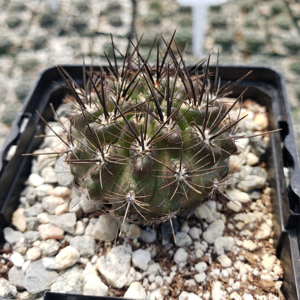 Neoporteria Violaciflora