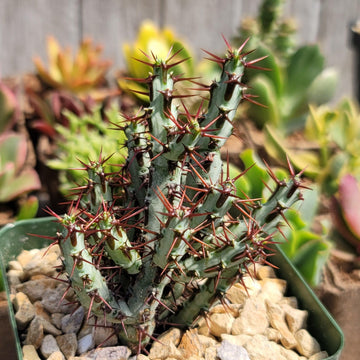 a spiny succulent Euphorbia Aeruginosa