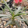 Pachypodium griquense