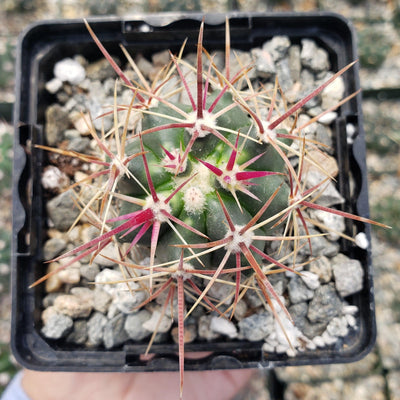 Ferocactus viridescens v. orcuttii valle de las palmas