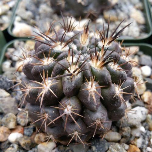 Neochilenia huascensis eriosyce crispa