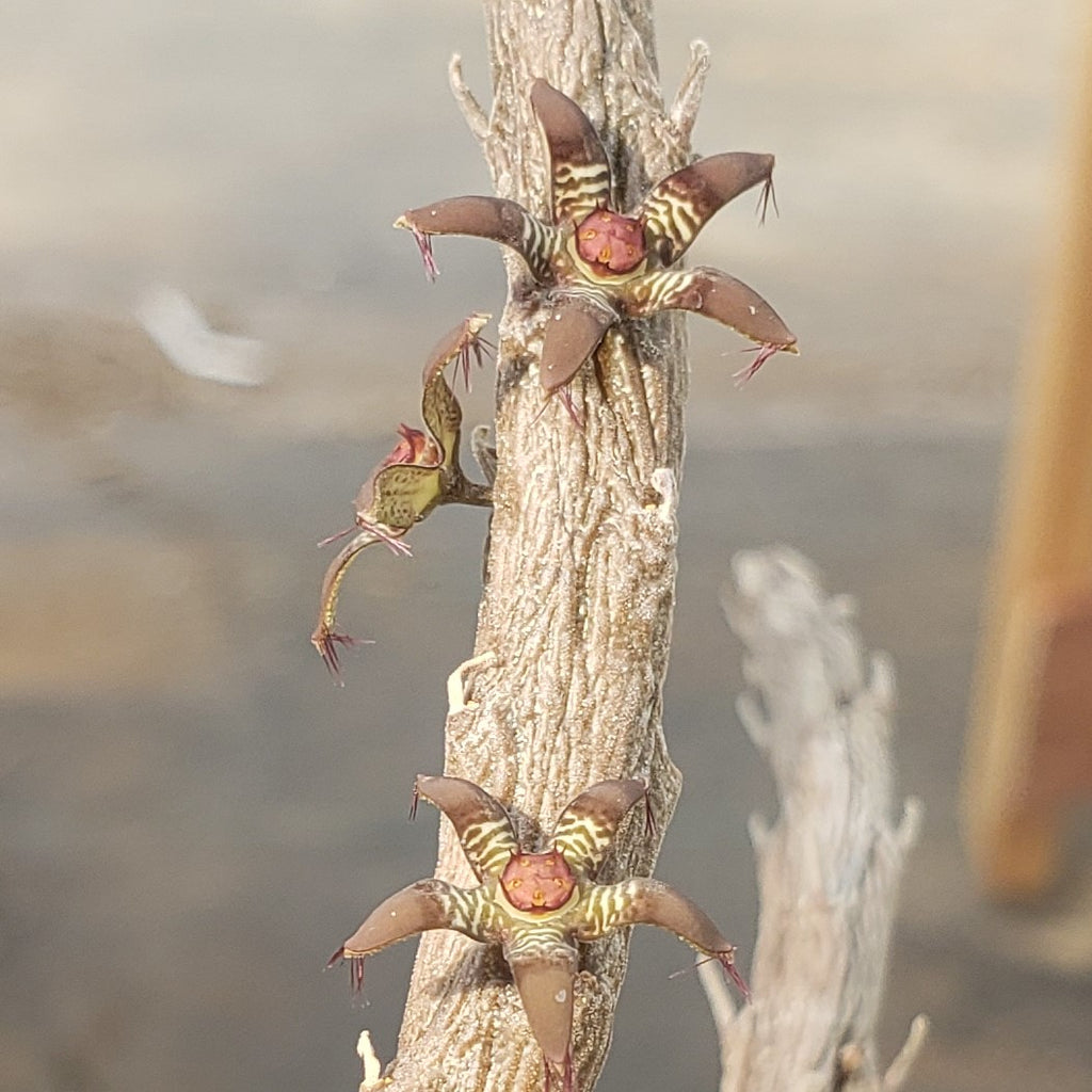 Rhytidocaulon macrolobum