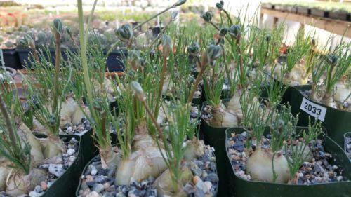 Albuca sp augrabies hills