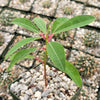 Euphorbia mahabobokensis