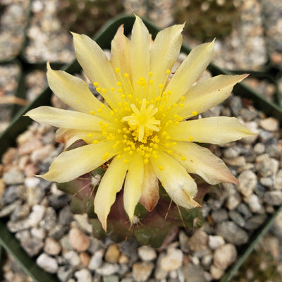 Copiapoa humilis paposoensis