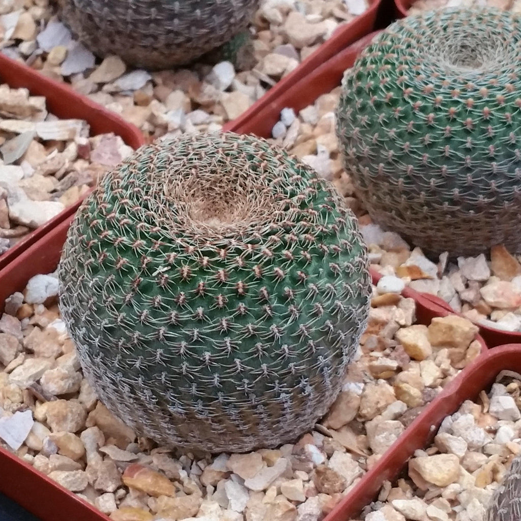 Lobivia famatimensis