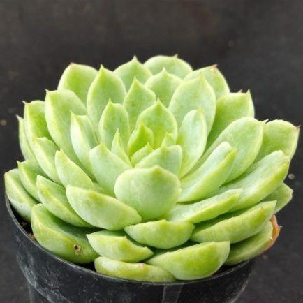 Echeveria lime n chile