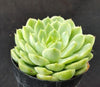 Echeveria lime n chile