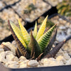 Haworthia limifolia variegata