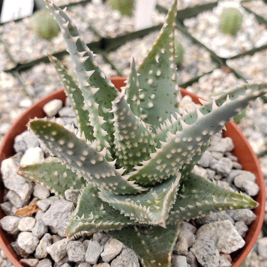 Aloe jimmy little gator