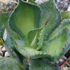 Agave isthemensis rum runner