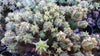 Euphorbia monstrose