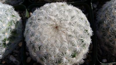 Feather Cactus ‘Mammillaria pulmosa’