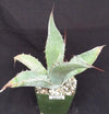 Agave scabra v. zarcensis