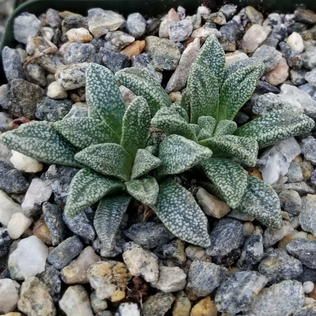 Nananthus margaretifera