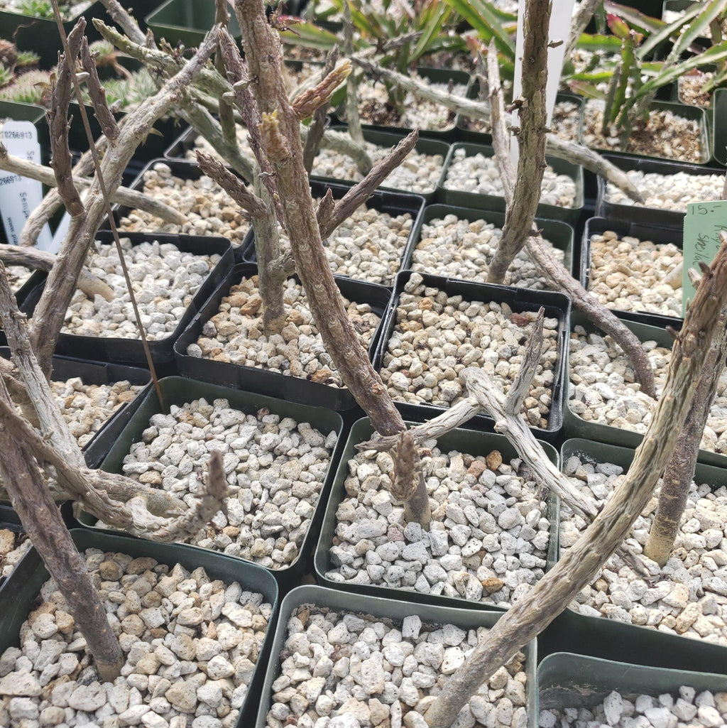 Rhytidocaulon macrolobum