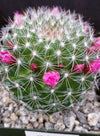 Mammillaria zeilmanniana