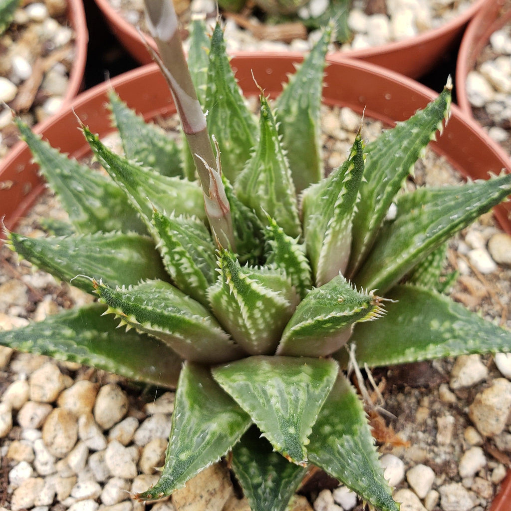Haworthia guttata