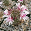 Mammillaria fraileana