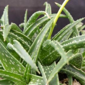 Aloe firebird hybrid