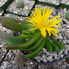 Glottiphyllum longum