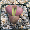 Pleiospilos nelii Royal Flush