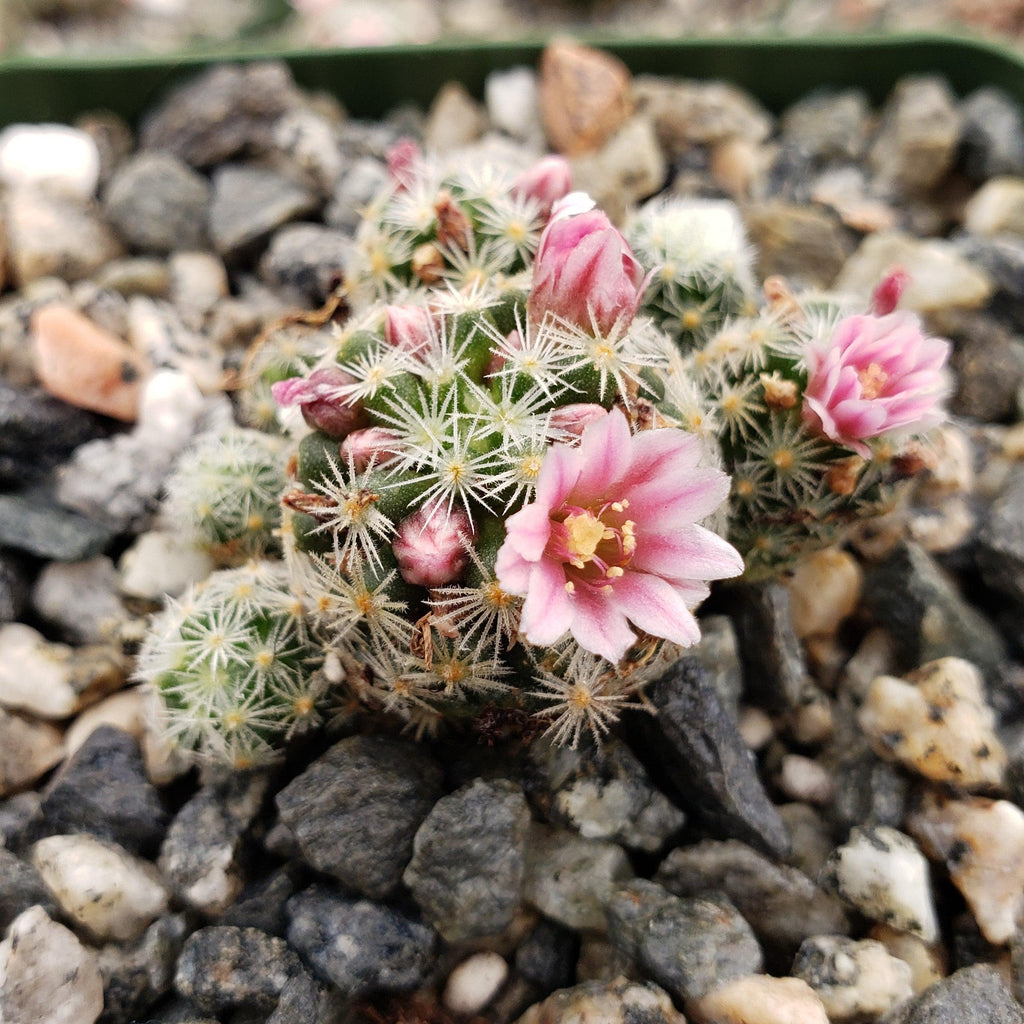 mammillaria scheidweileriana Mammillaria giselae