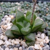 Haworthia retusa