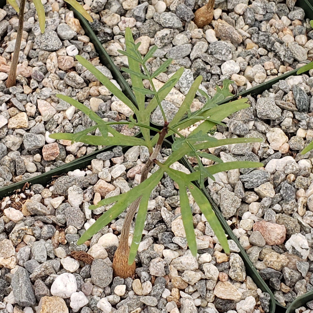 Bursera microphylla Elephant Tree