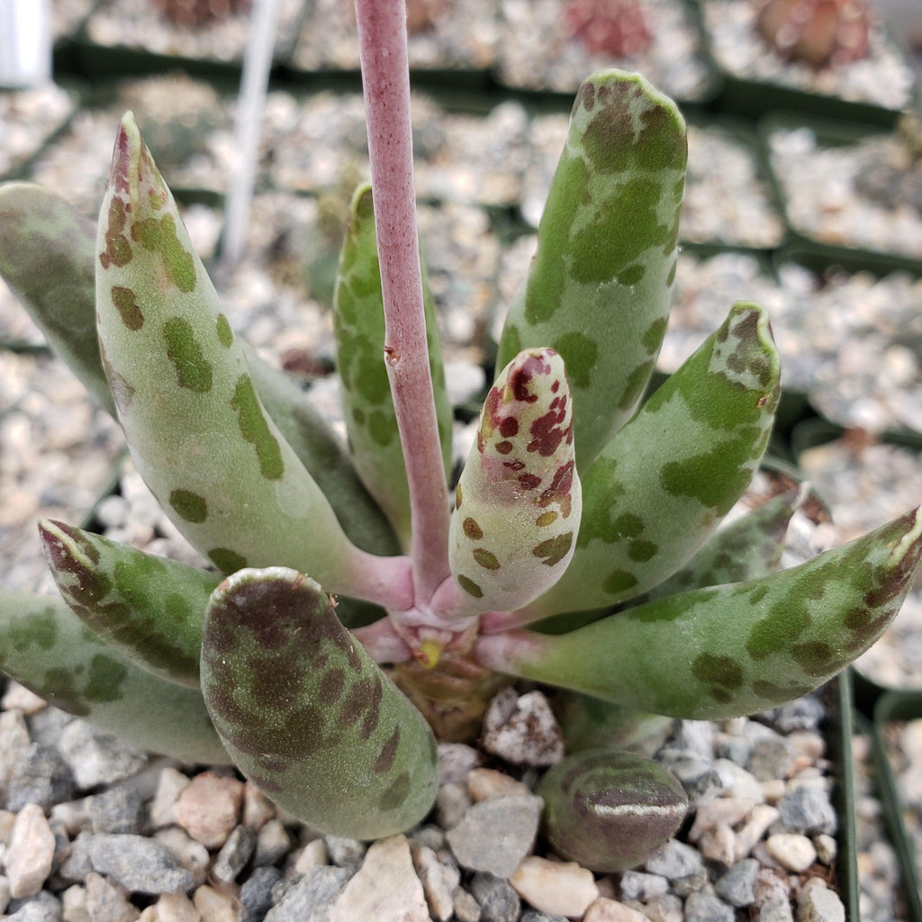 Adromischus festivus