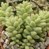 Burro’s Tail Succulent - Sedum morganianum ‘Burrito’