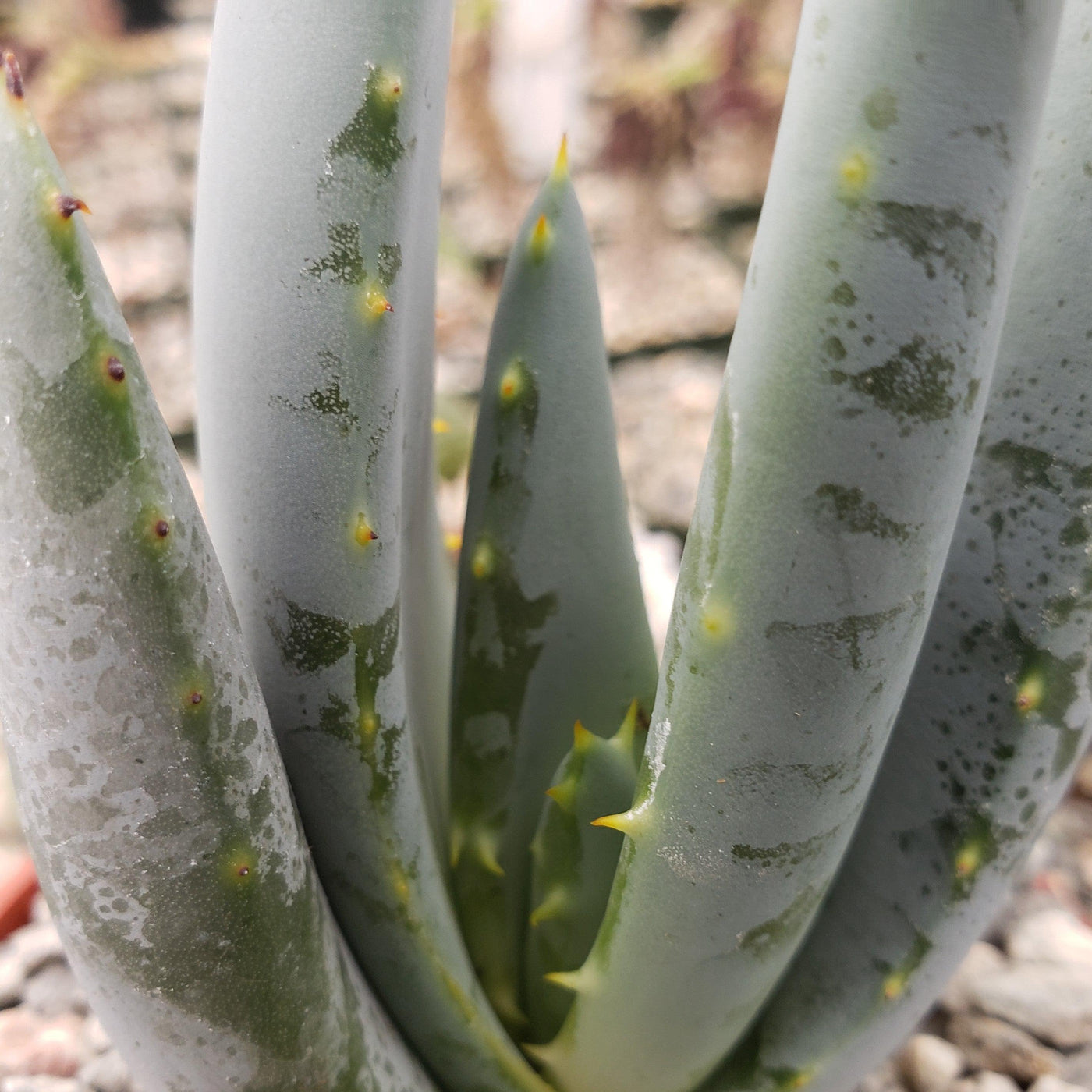 white spots on my aloe vera plant Well-Known Aloe claviflora Succulent