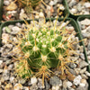 Lobivia Echinopsis hertrichiana