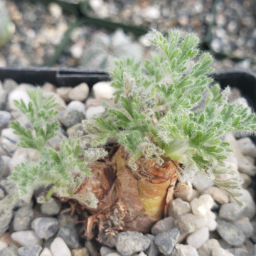 are geraniums succulents Pelargonium Appendiculatum | Get it Today