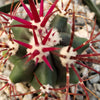 Ferocactus rectispinus