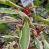 Euphorbia milii Crown of Thorns Variegated