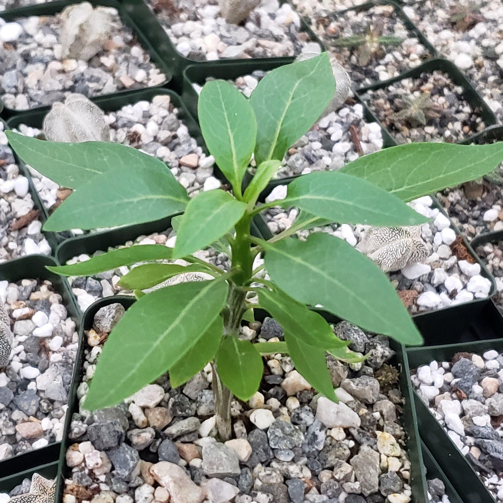 Fouquieria macdougalii