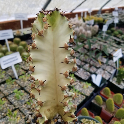 African Candelabra - Euphorbia ammak variegata