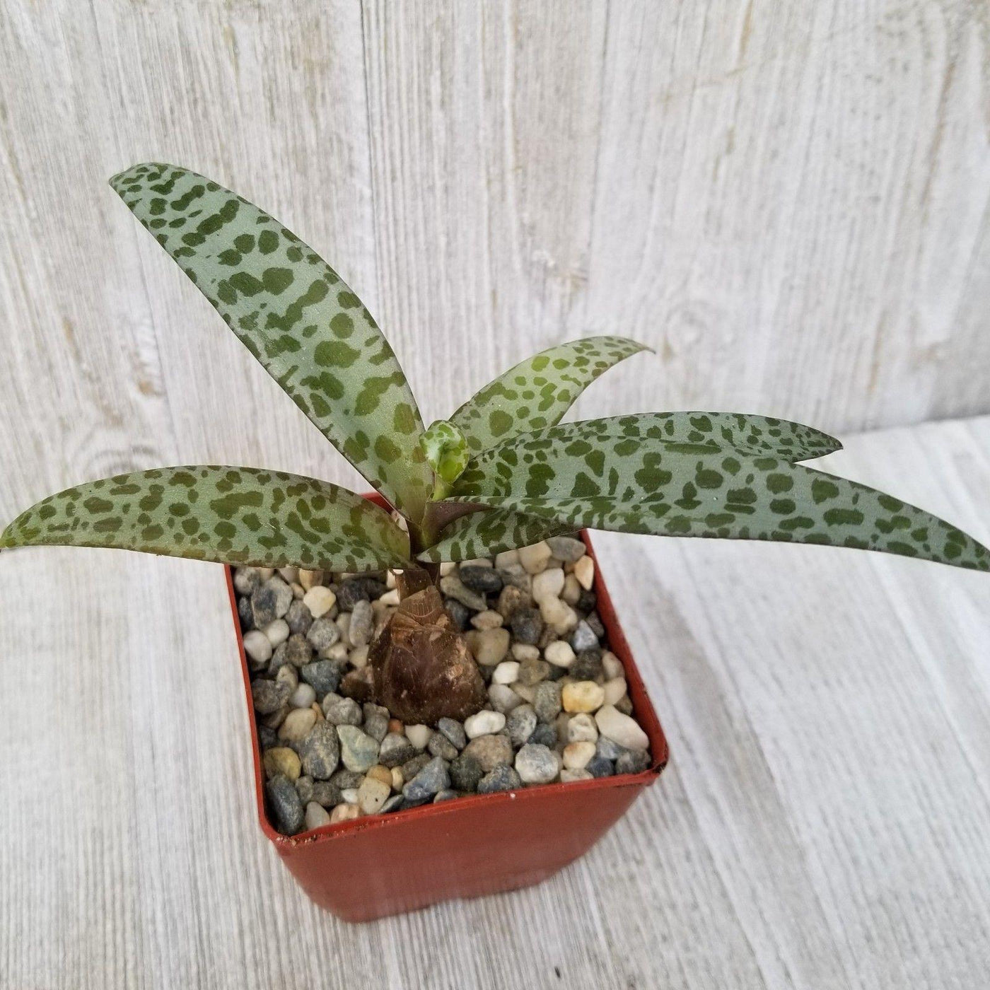spotted leaf succulent Grab Scilla violacea Silver Squill Plant | Best-Quality