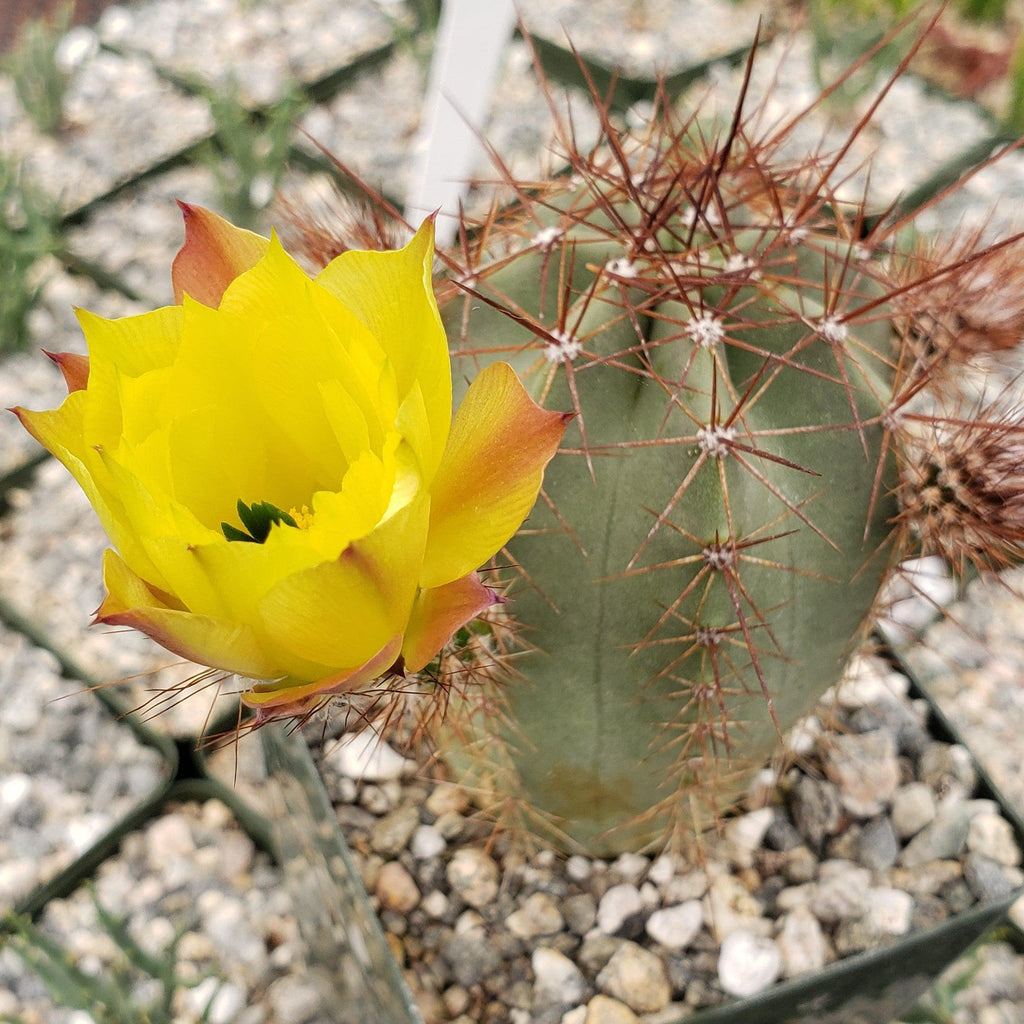 Echinocereus subinermis v. luteus