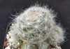 Mammillaria glassii v. ascensionis