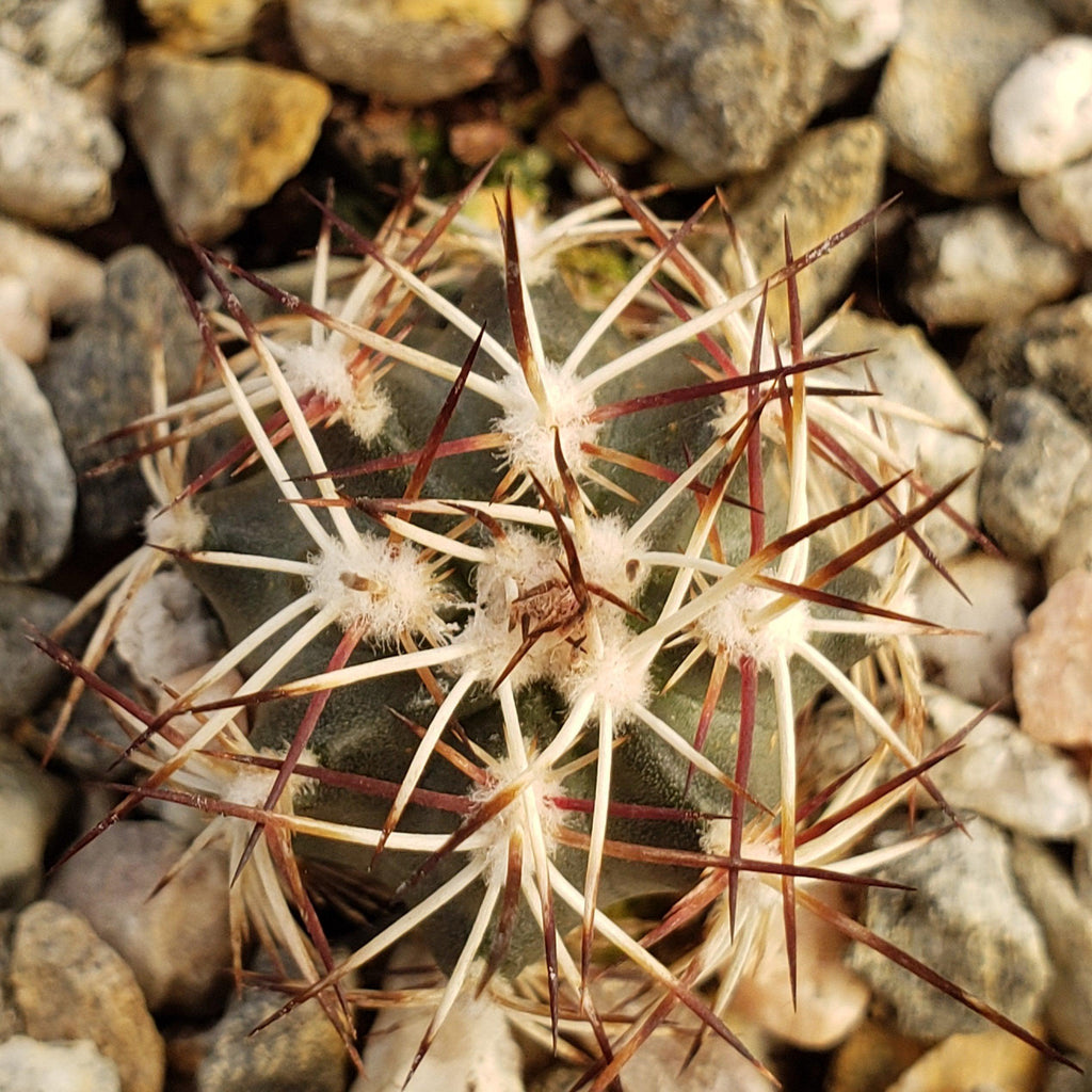 Echinocereus viridiflorus davisii