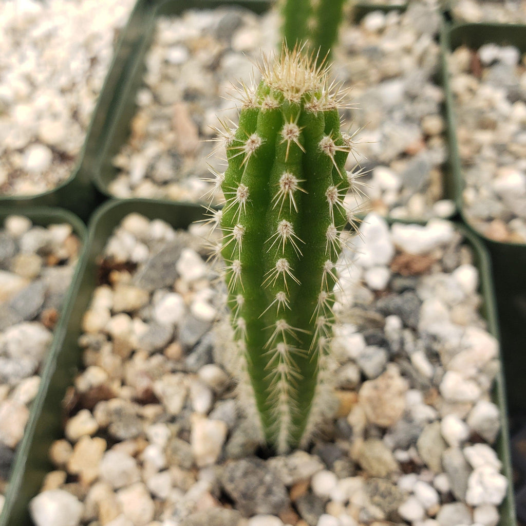 Yungasocereus inquisivensis